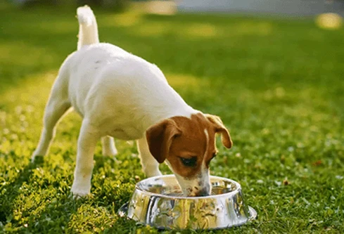 Bulk Custom Dog Bowls are Used Everywhere
